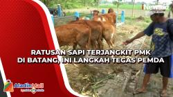 Ratusan Sapi Terjangkit PMK di Batang, Ini Langkah Tegas Pemda