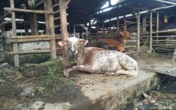 2.984 Ternak di Lombok Tengah Terpapar PMK Selama Sebulan