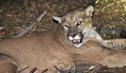 Ngeri, Singa Masuk Sekolah lalu Duduk di Kolong Meja Sebelum Jam Pelajaran