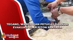 Tegang, Warga dan Petugas Damkar Evakuasi Ular Piton Raksasa