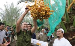Petik Langsung Kurma di Tanah Karo, Musa Rajekshah: Pengalaman Baru