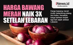 Infografis Harga Bawang Merah Naik 3 Kali Setelah Lebaran