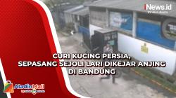Curi Kucing Persia, Sepasang Sejoli Lari Dikejar Anjing di Bandung