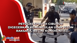 Petugas SPBU di Cibubur Digegerkan Kemunculan Ular Piton Raksasa, Begini Kondisinya