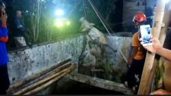 Ngamuk saat Hendak Dijual, Sapi Masuk Kolam Sedalam 4 Meter di Paliyan Gunungkidul