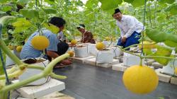 BI Solo Dorong Kemandirian Ponpes Melalui Bisnis Pertanian Konsep Rumah Hijau