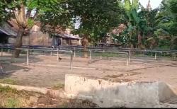 Ratusan Sapi dan Kerbau Terpapar PMK, Seluruh Pasar Hewan di Jepara Ditutup