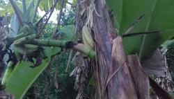 Fenomena Langka, Pohon Pisang di Ligung Majalengka Berbuah di Batang