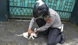Foto Anggota Polres Ciamis Rawat Puluhan Ekor Kucing Berpenyakit Sampai Sembuh<