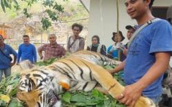 BKSDA Sumut Akan Lepasliarkan 2 Harimau Sumatera Surya Manggala dan Citra Kartini