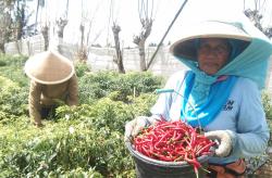 Transaksi Jual Beli Cabai di Pesisir Selatan Kulonprogo Capai 600 Juta per Hari