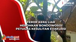 Teror Kera Liar Hebohkan Bondowoso, Petugas Kesulitan Evakuasi