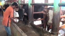 Jamin Hewan Kurban Bebas PMK, Begini Upaya yang Dilakukan Kementan