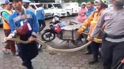 Ngeri, Ular King Kobra 4 Meter Keluar dari Paket di Kantor Ekspedisi Cirebon, Karyawan Panik<