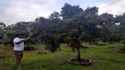 Wow! 10 Hektare Lahan Gersang Bekas Tambang di Bangka Barat Disulap Jadi Kebun Buah-Buahan