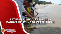 Ratusan Tukik di Kepulauan Bangka Belitung Dilepasliarkan