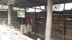 Dampak Wabah PMK, Harga Sapi di Blora Terjun Bebas<