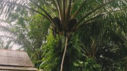 Polisi Tangkap Dua Terduga Pencuri 2,5 Ton Buah Sawit di Bangka Barat