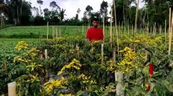 Harga Cabai Mahal, Tanaman Petani di Pemalang Jadi Sasaran Pencurian