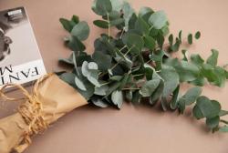 Mengenal Eucalyptus, Aroma Daun yang Tercium dari Jasad Eril<
