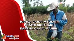 Harga Cabai Melejit, Petani Gigit Jari karena Gagal Panen