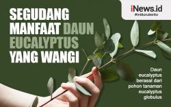 Infografis Segudang Manfaat Daun Eucalyptus yang Wangi