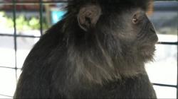 Lutung Jawa Berkeliaran di Permukiman Penduduk Diselamatkan Petugas Damkar Ciamis<