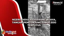 Ngeri! Diduga Diserang Buaya, Tangan Pengunjung Sinka Zoo Terputus