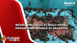 Ngeri, Ribuan Ulat Bulu Serbu Permukiman Warga di Salatiga