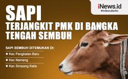 Infografis Sapi terjangkit PMK di Bangka Tengah Sembuh