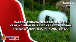 Warga Toraja Gempar dengan Kemunculan Busa Raksasa di Lahan Persawahan, Begini Kondisinya