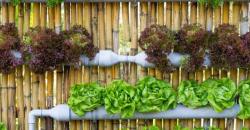 Cara Membuat Tanaman Hidroponik untuk Percantik Rumah, Ada Paprika dan Bayam Merah 