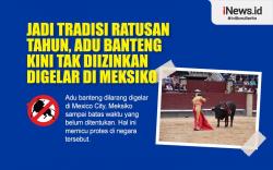 Infografis Jadi Tradisi Ratusan Tahun, Adu Banteng Kini Tak Diizinkan Digelar di Meksiko