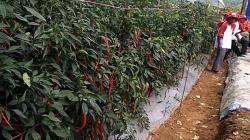 Kondisi Kemarau Basah, Petani di Banyumas Optimistis Produksi Cabai Tak Terpengaruh