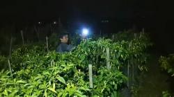 Harga Cabai Melambung, Petani Sleman Ronda di Lahan Mengantisipasi Pencurian 
