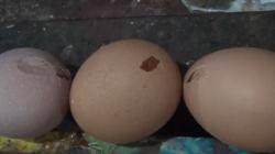 Harga Lebih Murah, Telur Ayam Rusak Jadi Buruan Konsumen di Batang