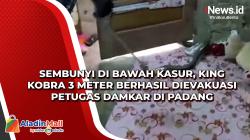 Sembunyi di Bawah Kasur, King Kobra 3 Meter Berhasil Dievakuasi Petugas Damkar di Padang