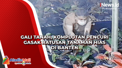 Gali Tanah, Komplotan Pencuri Gasak Ratusan Tanaman Hias di Banten