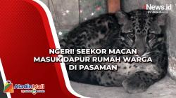 Ngeri! Seekor Macan Masuk Dapur Rumah Warga di Pasaman
