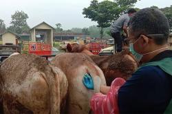 Pasar Hewan di Gunungkidul Dibuka, Petugas Temukan 32 Ternak Suspek PMK 