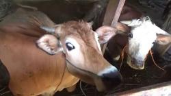 Butuh 42.000 Sapi untuk Kurban, Malaysia Impor Ternak dari Thailand