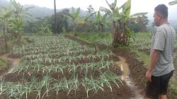 Dampak Curah Hujan Tinggi, Petani Sayur di Semarang Rugi Jutaan Rupiah