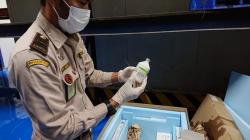 10.000 Dosis Vaksin PMK Tiba, Kementan Segera Suntik Ternak