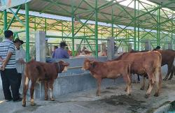 Ada Wabah PMK, Pemkab Kulonprogo Tak akan Tutup Pasar Hewan Pengasih