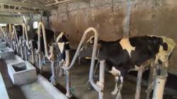 Dampak PMK, Produksi Susu Sapi Peternak di Boyolali Turun Drastis<