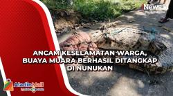 Ancam Keselamatan Warga, Buaya Muara Berhasil Ditangkap di Nunukan