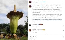 Bunga Bangkai Raksasa Mekar di Kebun Wagub Sumut, Netizen: Masya Allah