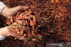 Naik 100 Persen, Harga Cabai Kering di Banjarmasin Rp225.000 per Kg