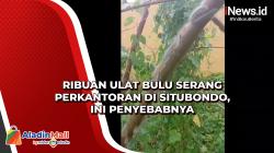 Ribuan Ulat Bulu Serang Perkantoran di Situbondo, Ini Penyebabnya