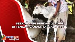 Unik, Sapi Berkaki 2 Lahir di Tengah Ganasnya Wabah PMK